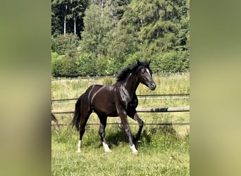 Hannoveraner, Stute, 3 Jahre, 170 cm, Rappe
