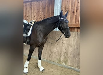 Hannoveraner, Stute, 3 Jahre, 170 cm, Rappe