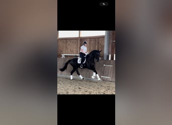 Hannoveraner, Stute, 3 Jahre, 170 cm, Rappe
