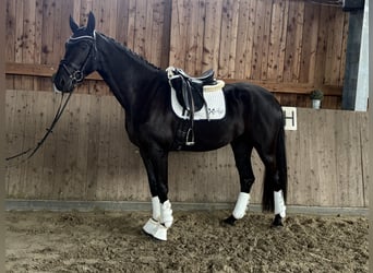 Hannoveraner, Stute, 3 Jahre, 170 cm, Rappe