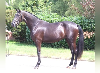 Hannoveraner, Stute, 3 Jahre, 170 cm, Rappe
