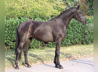 Hannoveraner, Stute, 3 Jahre, 170 cm, Rappe