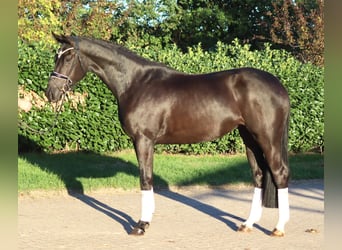 Hannoveraner, Stute, 3 Jahre, 170 cm, Rappe