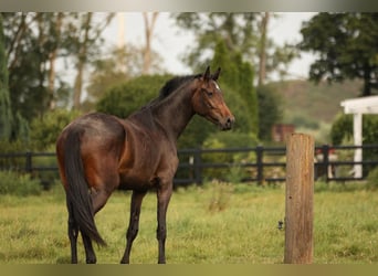 Hannoveraner, Stute, 3 Jahre, 170 cm, Schwarzbrauner