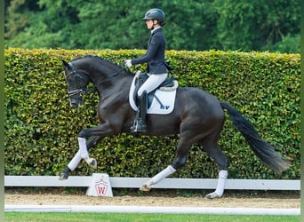 Hannoveraner, Stute, 3 Jahre, 171 cm, Rappe