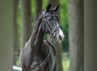 Hannoveraner, Stute, 3 Jahre, 171 cm, Rappe