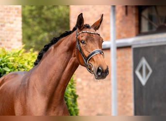 Hannoveraner, Stute, 3 Jahre, 172 cm, Brauner
