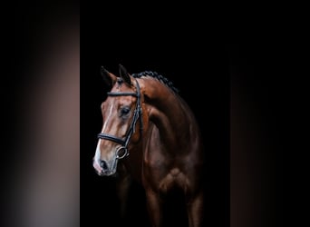 Hannoveraner, Stute, 3 Jahre, 172 cm, Brauner