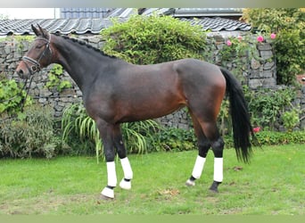 Hannoveraner, Stute, 3 Jahre, 172 cm, Dunkelbrauner