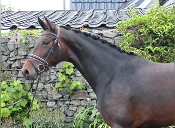 Hannoveraner, Stute, 3 Jahre, 172 cm, Dunkelbrauner