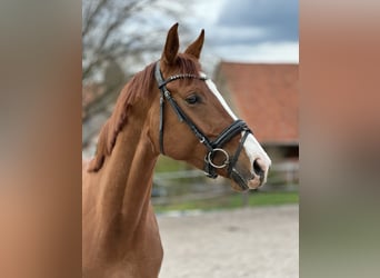 Hannoveraner, Stute, 3 Jahre, 172 cm, Fuchs