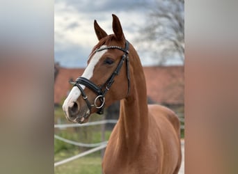 Hannoveraner, Stute, 3 Jahre, 172 cm, Fuchs