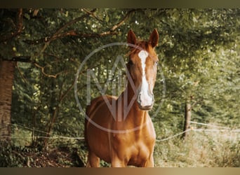 Hannoveraner, Stute, 3 Jahre, 172 cm, Fuchs