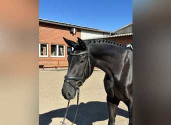 Hannoveraner, Stute, 3 Jahre, 172 cm, Rappe