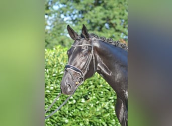 Hannoveraner, Stute, 3 Jahre, 172 cm, Schwarzbrauner