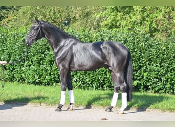 Hannoveraner, Stute, 3 Jahre, 172 cm, Schwarzbrauner