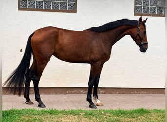 Hannoveraner, Stute, 3 Jahre, 173 cm, Brauner