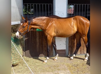 Hannoveraner, Stute, 3 Jahre, 173 cm, Brauner