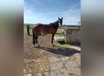 Hannoveraner, Stute, 3 Jahre, 173 cm, Brauner