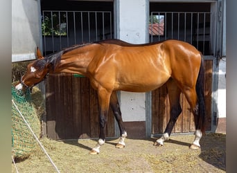 Hannoveraner, Stute, 3 Jahre, 173 cm, Brauner