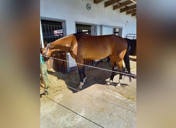 Hannoveraner, Stute, 3 Jahre, 173 cm, Brauner
