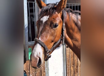 Hannoveraner, Stute, 3 Jahre, 173 cm, Brauner