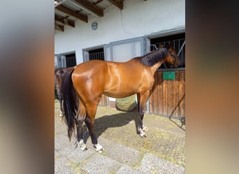 Hannoveraner, Stute, 3 Jahre, 173 cm, Brauner