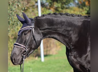 Hannoveraner, Stute, 3 Jahre, 173 cm, Rappe