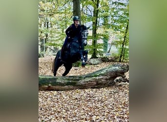 Hannoveraner, Stute, 3 Jahre, 173 cm, Schimmel