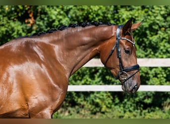 Hannoveraner, Stute, 3 Jahre, 174 cm, Rotbrauner
