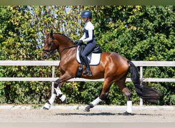Hannoveraner, Stute, 3 Jahre, 174 cm, Rotbrauner
