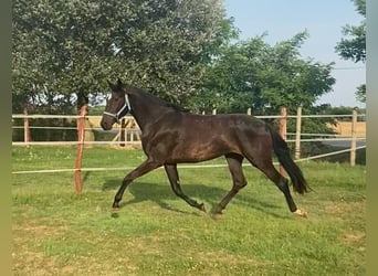 Hannoveraner, Stute, 3 Jahre, 175 cm, Dunkelbrauner