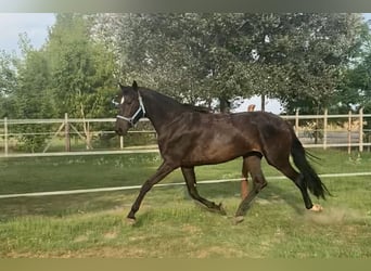 Hannoveraner, Stute, 3 Jahre, 175 cm, Dunkelbrauner