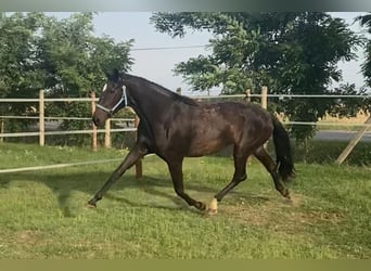 Hannoveraner, Stute, 3 Jahre, 175 cm, Dunkelbrauner