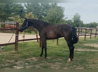 Hannoveraner, Stute, 3 Jahre, 175 cm, Dunkelbrauner