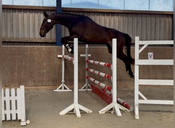 Hannoveraner, Stute, 3 Jahre, 175 cm, Dunkelbrauner