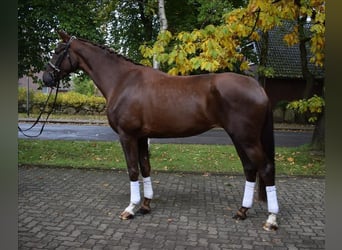 Hannoveraner, Stute, 3 Jahre, 178 cm, Fuchs