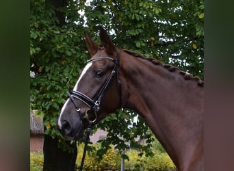 Hannoveraner, Stute, 3 Jahre, 178 cm, Fuchs