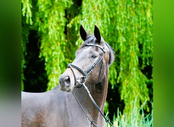 Hannoveraner, Stute, 3 Jahre, 182 cm, Dunkelbrauner