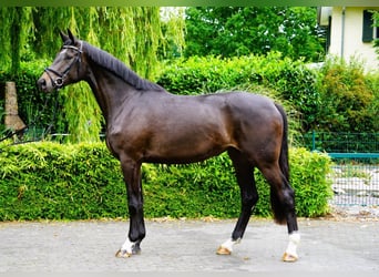 Hannoveraner, Stute, 3 Jahre, 182 cm, Dunkelbrauner