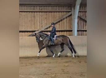 Hannoveraner, Stute, 3 Jahre, Brauner