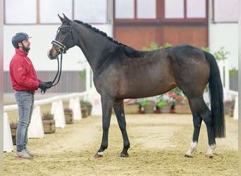 Hannoveraner, Stute, 3 Jahre, Brauner