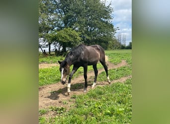 Hannoveraner, Stute, 3 Jahre, Dunkelbrauner