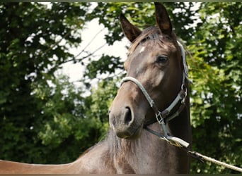 Hannoveraner, Stute, 3 Jahre, Dunkelbrauner