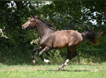 Hannoveraner, Stute, 3 Jahre, Dunkelbrauner