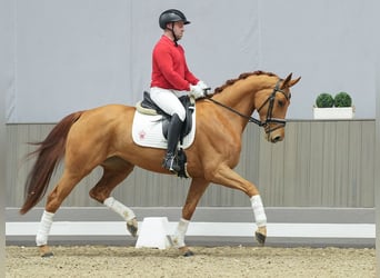 Hannoveraner, Stute, 3 Jahre, Fuchs