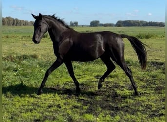 Hannoveraner, Stute, 3 Jahre, Rappe