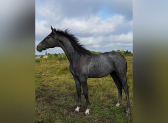 Hannoveraner, Stute, 3 Jahre, Schimmel