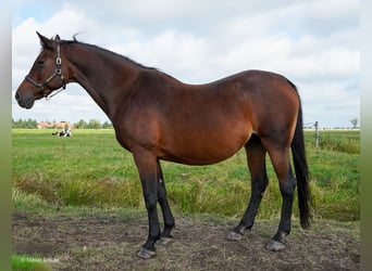 Hannoveraner, Stute, 3 Jahre, Schimmel