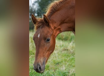 Hannoveraner, Stute, 3 Jahre, Schimmel